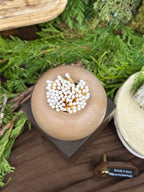 Urchin Match Holders